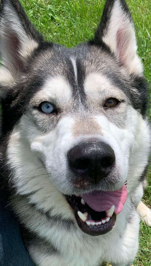 Brady, an adoptable Alaskan Malamute, Husky in Beaverton, MI, 48612 | Photo Image 1