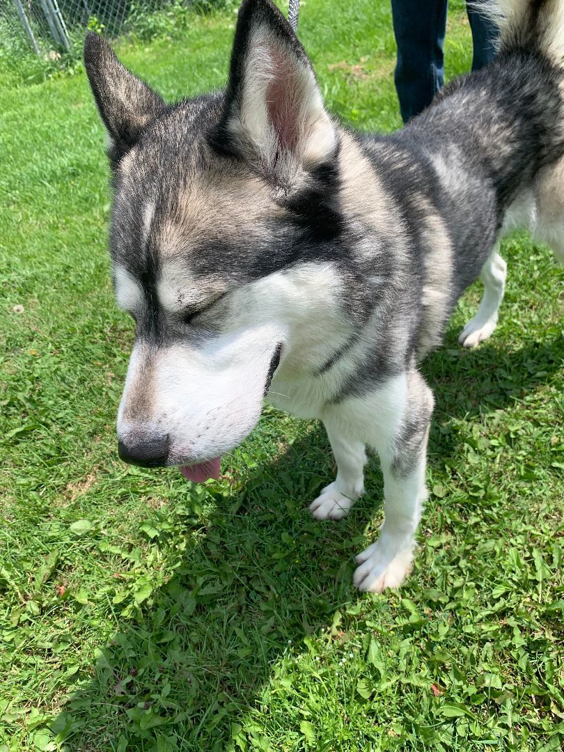 Brady, an adoptable Alaskan Malamute, Husky in Beaverton, MI, 48612 | Photo Image 2