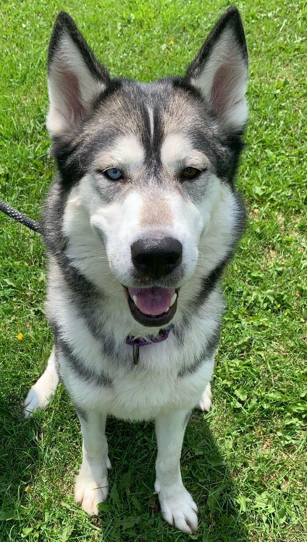 Brady, an adoptable Alaskan Malamute, Husky in Beaverton, MI, 48612 | Photo Image 3