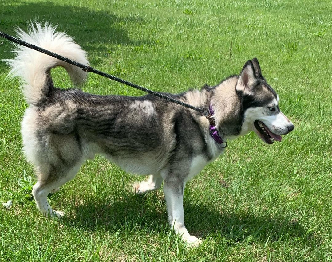 Brady, an adoptable Alaskan Malamute, Husky in Beaverton, MI, 48612 | Photo Image 4