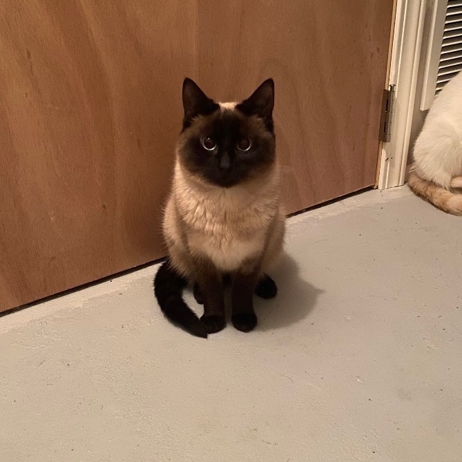 Petfinder siamese best sale