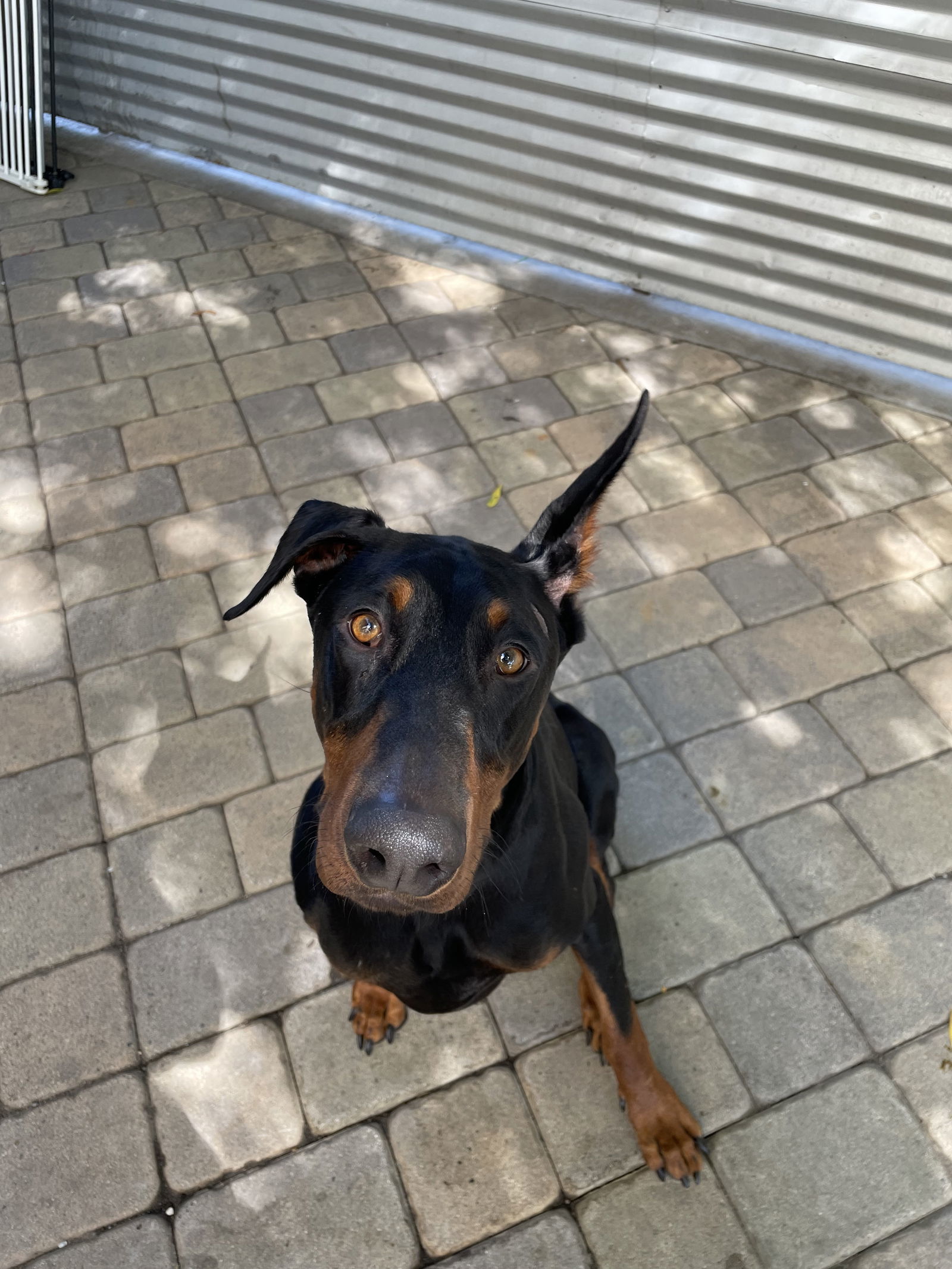 Charlie, an adoptable Doberman Pinscher in Chico, CA, 95973 | Photo Image 2