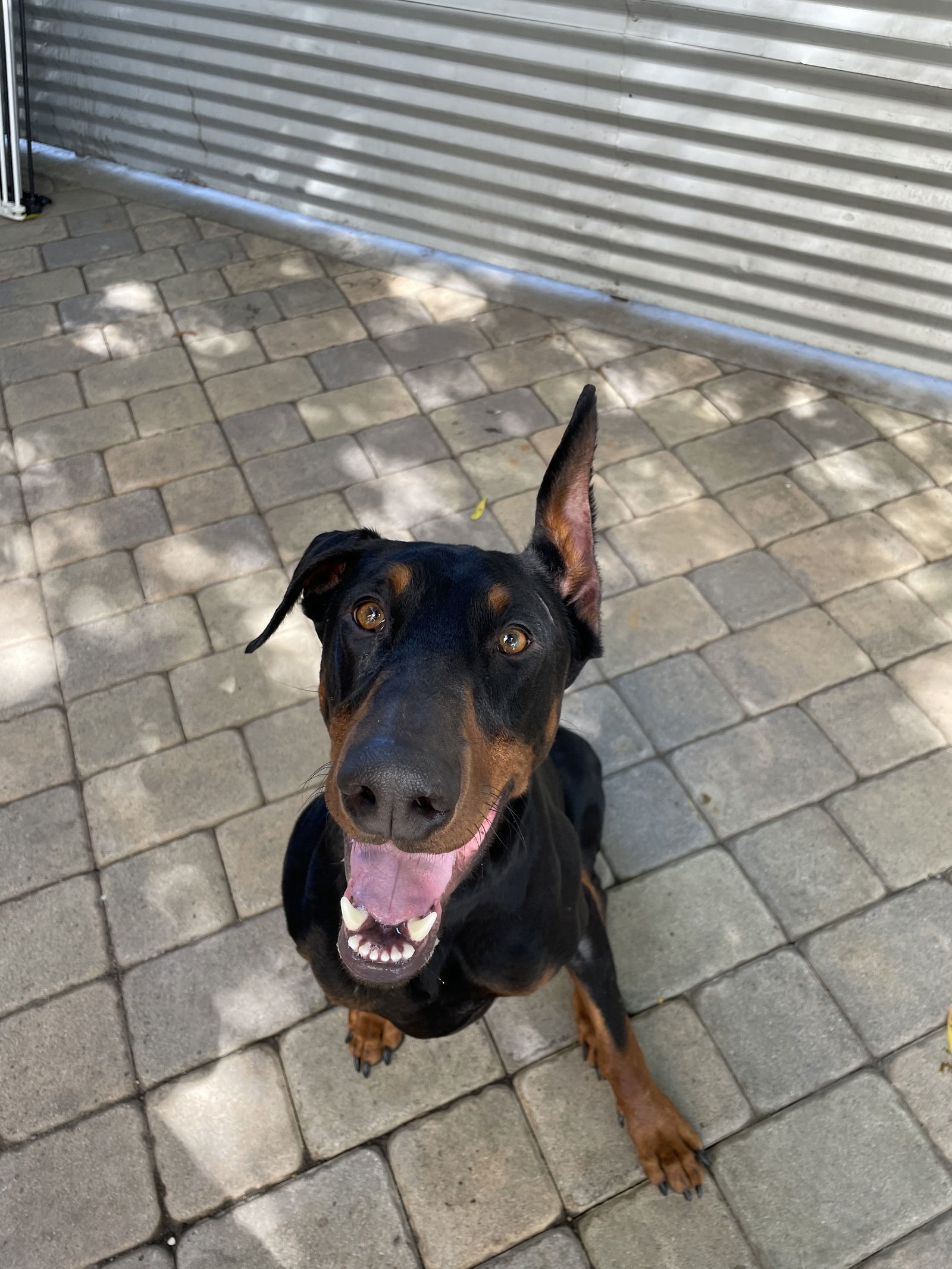 Charlie, an adoptable Doberman Pinscher in Chico, CA, 95973 | Photo Image 3