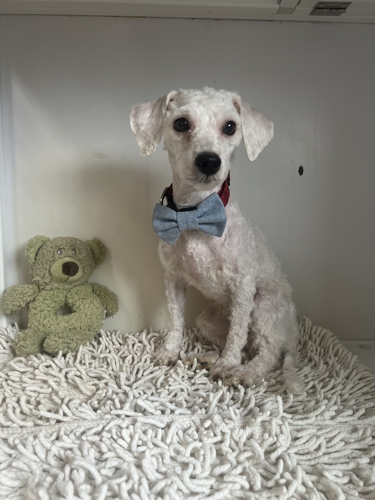 Romper, an adoptable Poodle in Hereford, AZ, 85615 | Photo Image 2