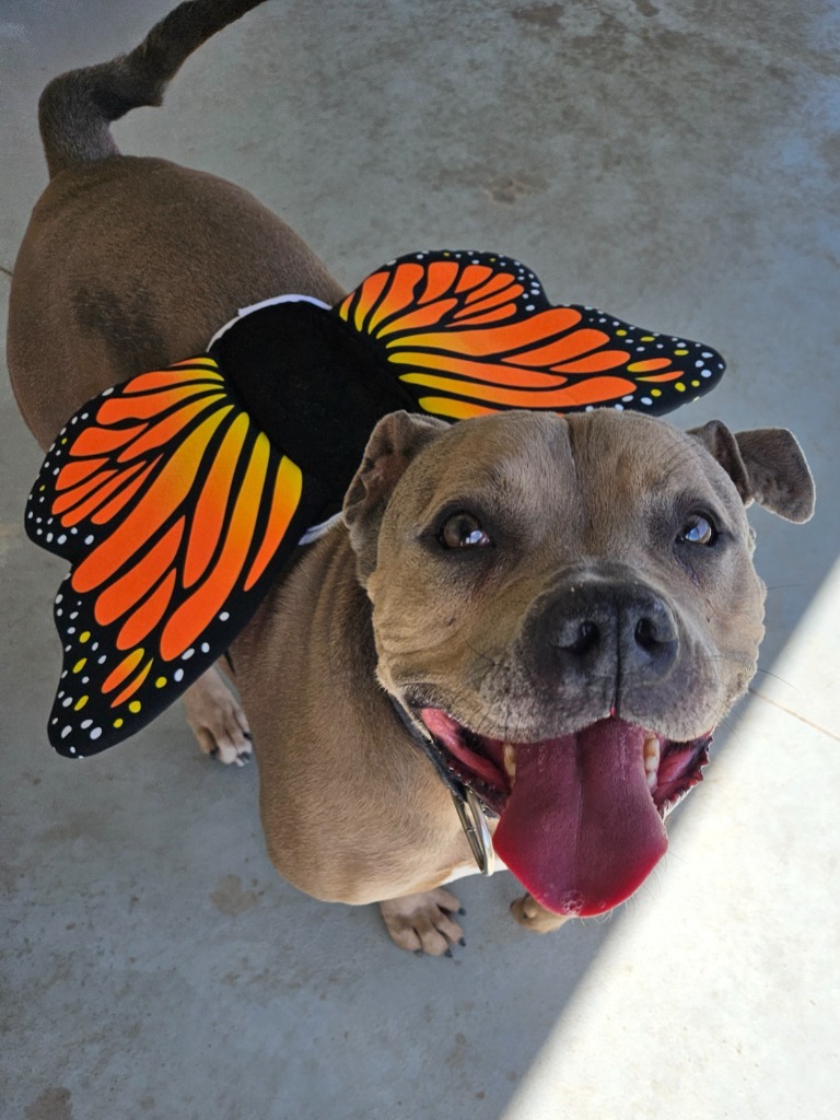 Katie, an adoptable English Bulldog, Terrier in Pratt, KS, 67124 | Photo Image 1