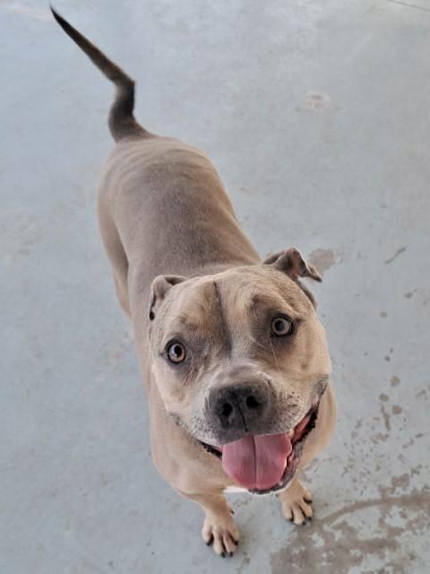 Katie, an adoptable English Bulldog, Terrier in Pratt, KS, 67124 | Photo Image 2