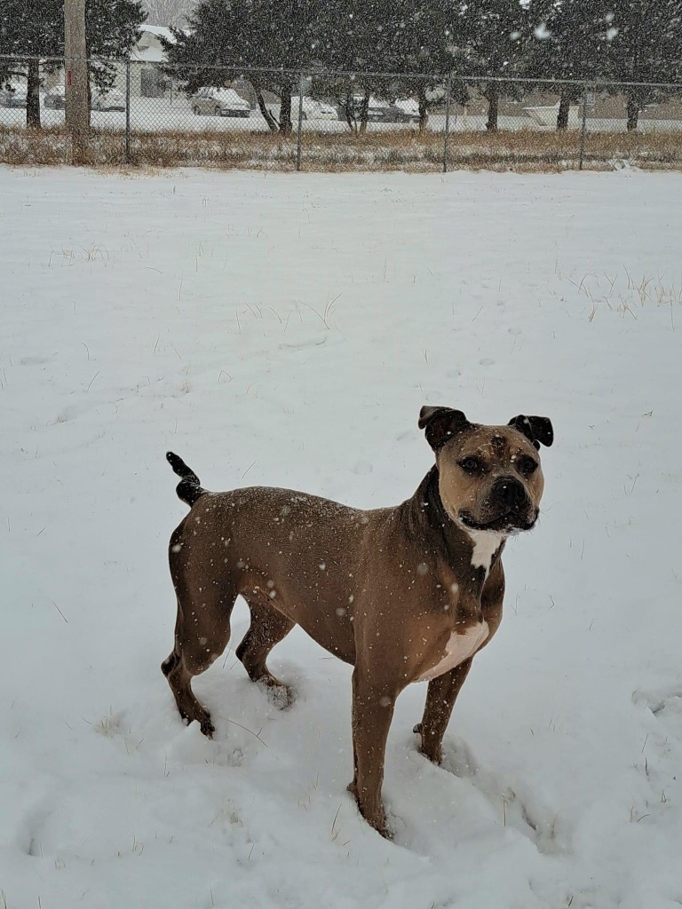 Katie, an adoptable English Bulldog, Staffordshire Bull Terrier in Pratt, KS, 67124 | Photo Image 3