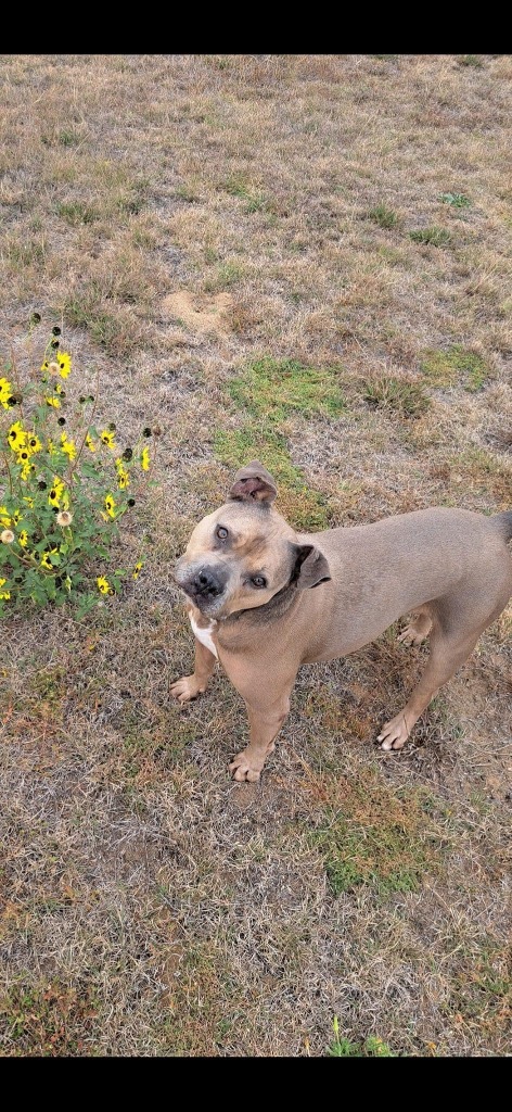 Katie, an adoptable English Bulldog, Terrier in Pratt, KS, 67124 | Photo Image 4