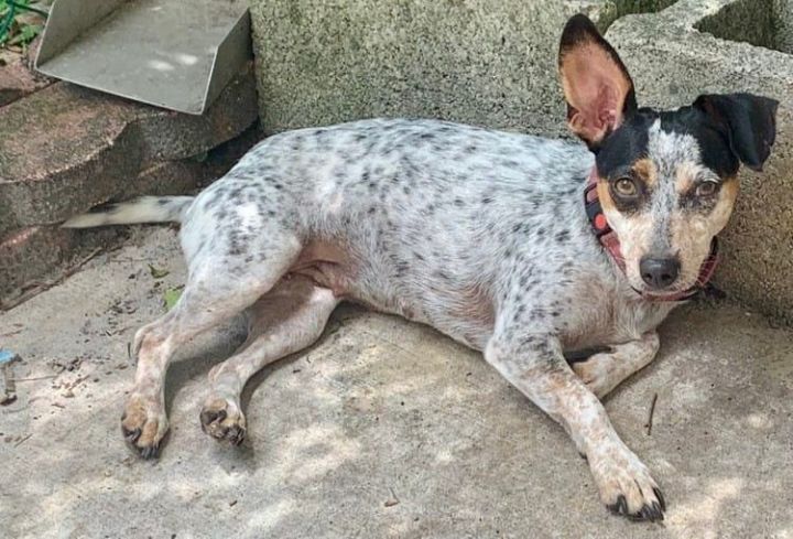 Rat terrier best sale cattle dog mix