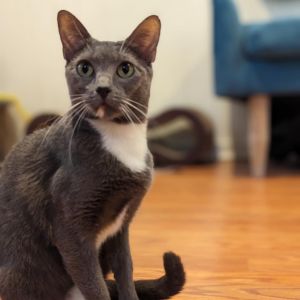 Tempesta, Adult Female Domestic Short Hair
