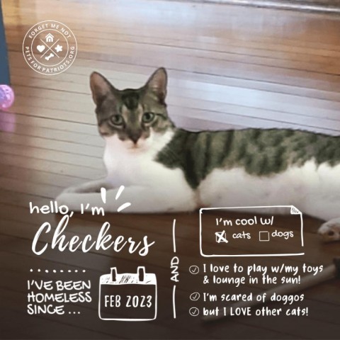Checkers, an adoptable Domestic Short Hair in Madison, WI_image-1