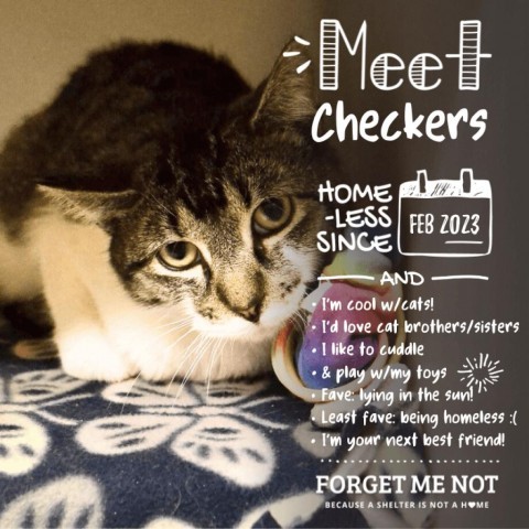 Checkers, an adoptable Domestic Short Hair in Madison, WI_image-2