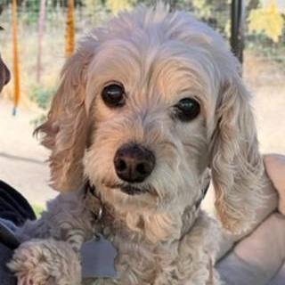 Annie, an adoptable Cockapoo, Maltipoo in Creston, CA, 93432 | Photo Image 1