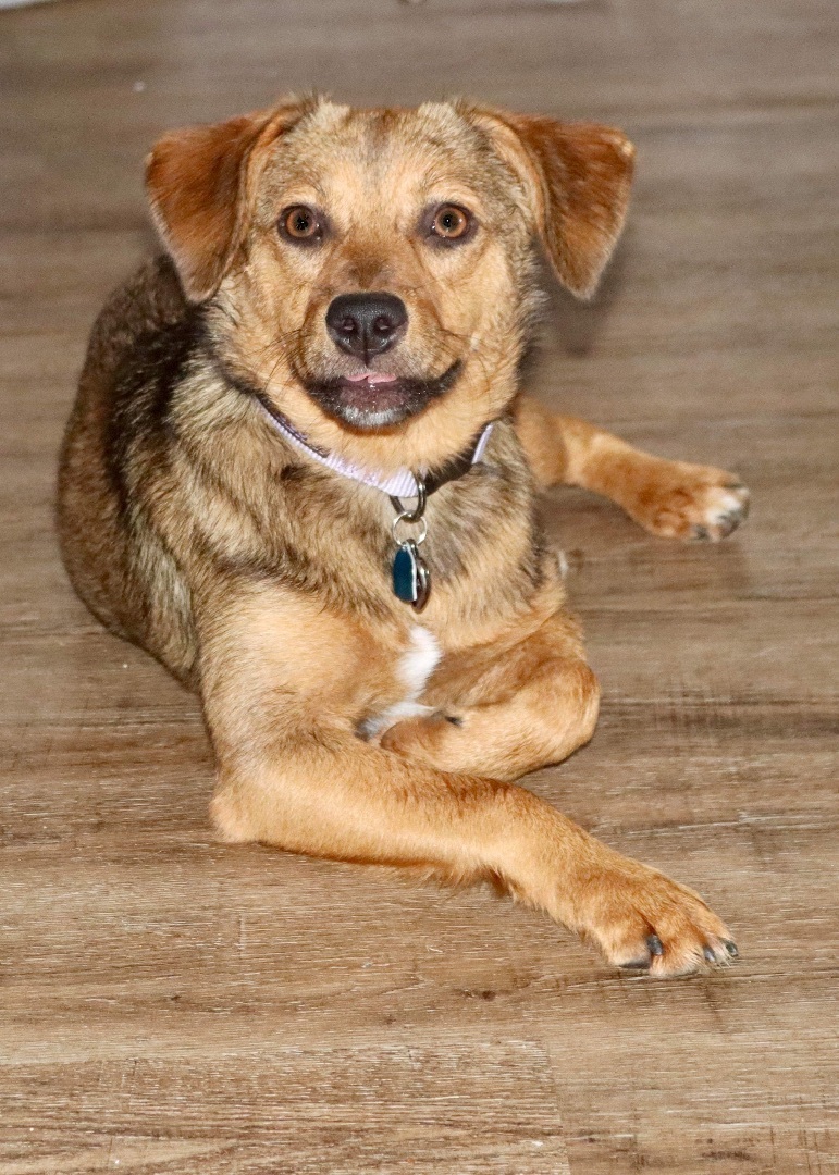 Dog for adoption - Luna-easy 2nd dog! , an English Shepherd & Terrier Mix in Alabaster, AL