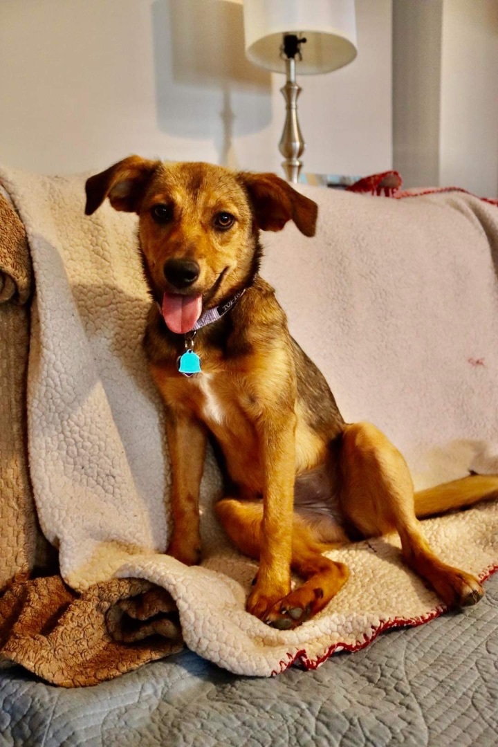 Dog for adoption - Luna-easy 2nd dog! , an English Shepherd & Terrier Mix in Alabaster, AL
