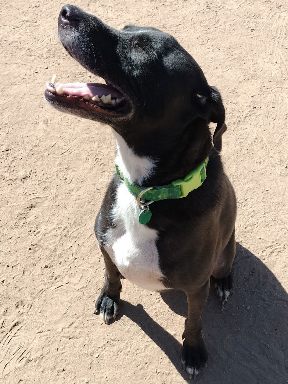 Max, an adoptable Retriever in Phoenix, AZ, 85017 | Photo Image 3