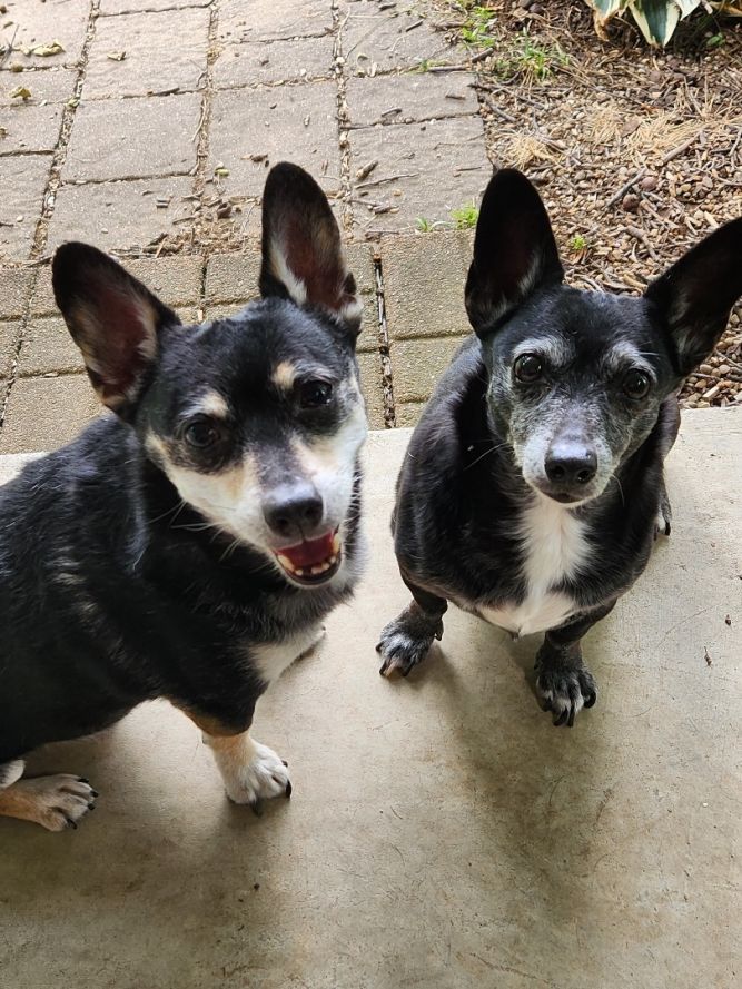 PAIR:  Chicken and Rosie