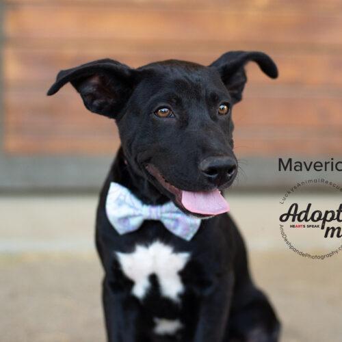 Maverick, an adoptable Mixed Breed in Bakersfield, CA, 93308 | Photo Image 2