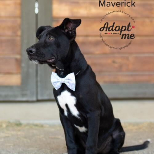 Maverick, an adoptable Mixed Breed in Bakersfield, CA, 93308 | Photo Image 3