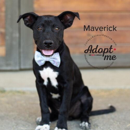 Maverick, an adoptable Mixed Breed in Bakersfield, CA, 93308 | Photo Image 4
