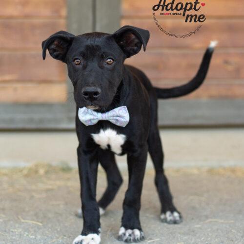 Maverick, an adoptable Mixed Breed in Bakersfield, CA, 93308 | Photo Image 5