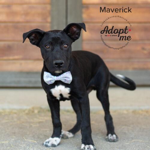 Maverick, an adoptable Mixed Breed in Bakersfield, CA, 93308 | Photo Image 6