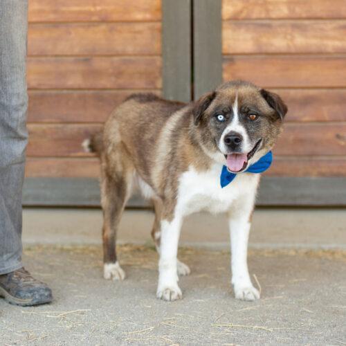 Ivan, an adoptable Siberian Husky, German Shepherd Dog in Bakersfield, CA, 93308 | Photo Image 2