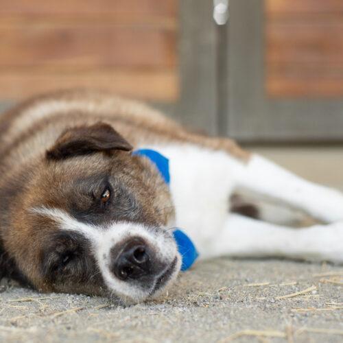Ivan, an adoptable Siberian Husky, German Shepherd Dog in Bakersfield, CA, 93308 | Photo Image 3