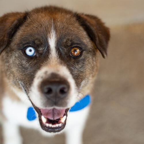 Ivan, an adoptable Siberian Husky, German Shepherd Dog in Bakersfield, CA, 93308 | Photo Image 4