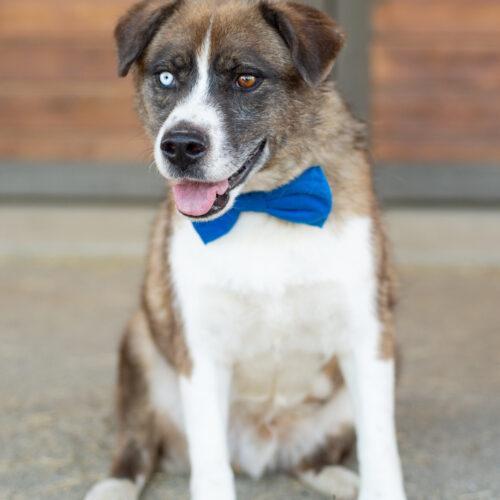 Ivan, an adoptable Siberian Husky, German Shepherd Dog in Bakersfield, CA, 93308 | Photo Image 5