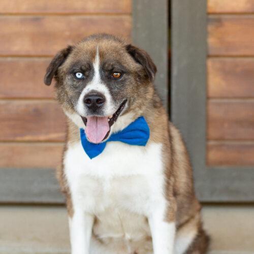 Ivan, an adoptable Siberian Husky, German Shepherd Dog in Bakersfield, CA, 93308 | Photo Image 6