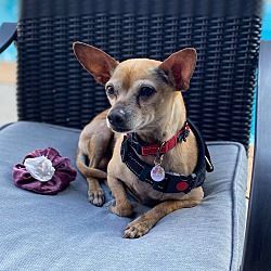 Burt , an adoptable Chihuahua in Covina, CA_image-2