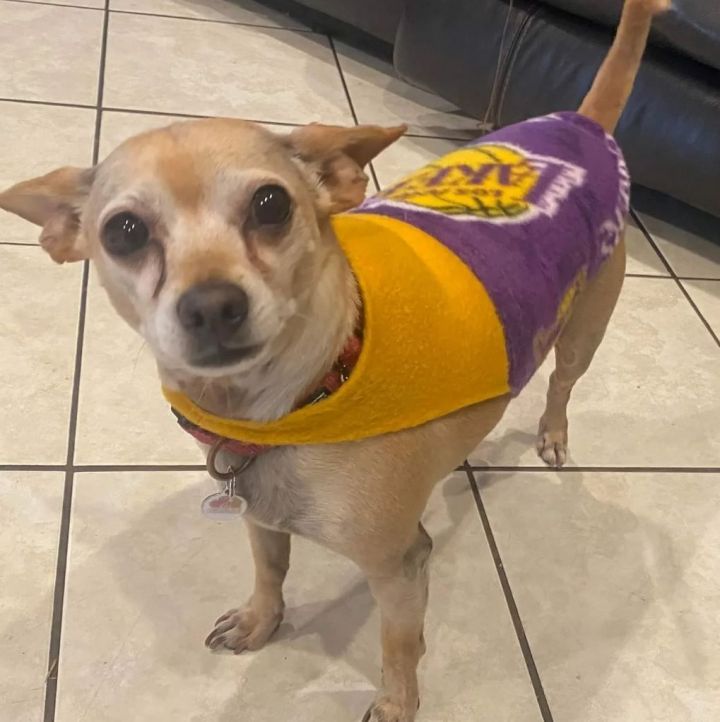 Burt , an adoptable Chihuahua in Covina, CA_image-4