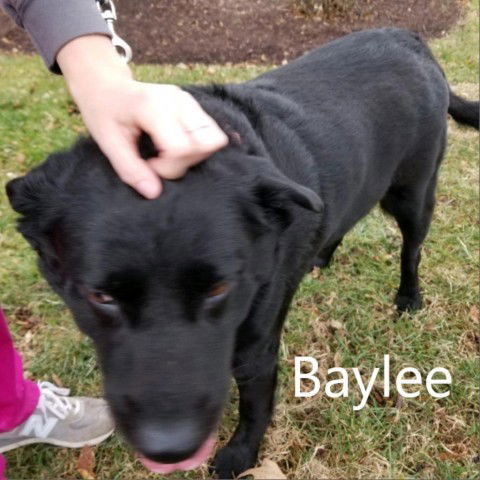 Baylee (Bailey), an adoptable Black Labrador Retriever in Chatham, VA, 24531 | Photo Image 1