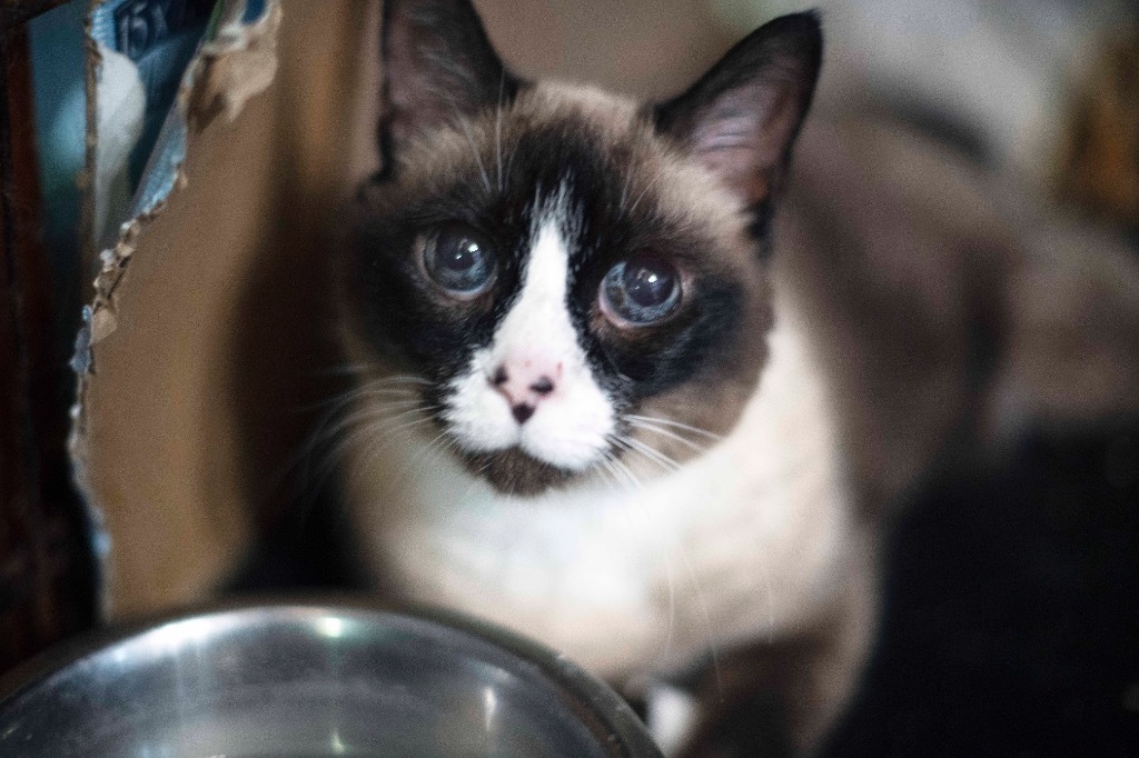 Sophie 2 (in foster), an adoptable Snowshoe, Siamese in Pittsboro, NC, 27312 | Photo Image 1