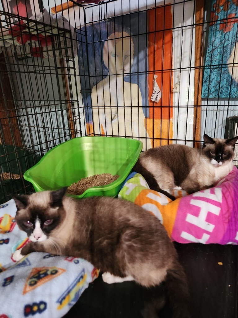 Sophie 2 (in foster), an adoptable Snowshoe, Siamese in Pittsboro, NC, 27312 | Photo Image 2