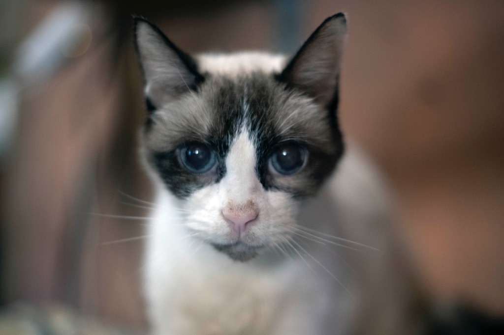 Sara (in foster), an adoptable Snowshoe, Siamese in Pittsboro, NC, 27312 | Photo Image 1
