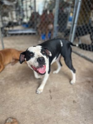 Bonnie 2, Adult Female Beagle