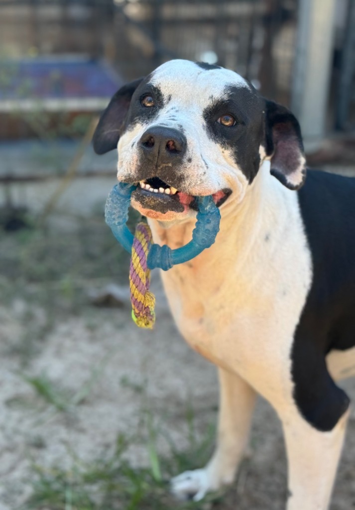 Bonnie 2, an adoptable Beagle, Hound in Waynesville, GA, 31566 | Photo Image 1