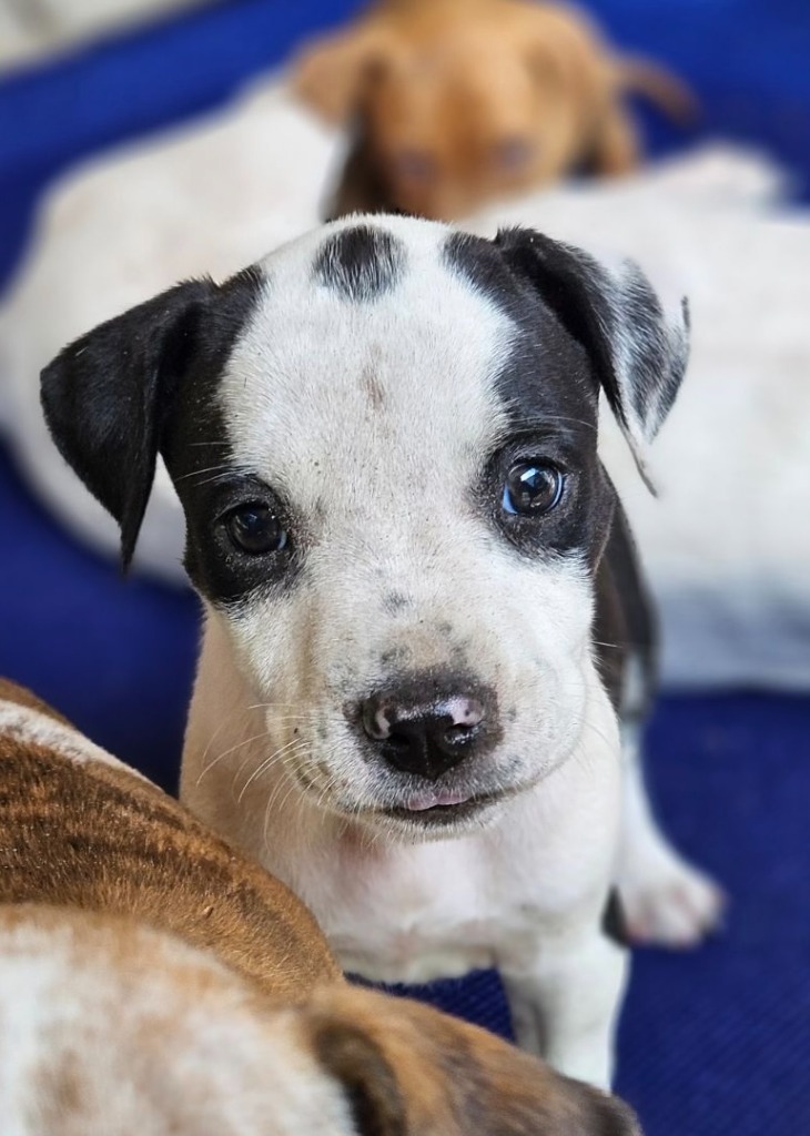 Bonnie 2, an adoptable Beagle, Hound in Waynesville, GA, 31566 | Photo Image 2