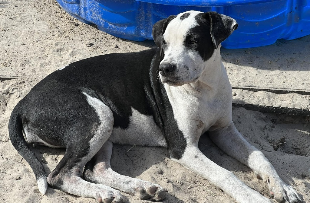 Bonnie 2, an adoptable Beagle, Hound in Waynesville, GA, 31566 | Photo Image 3