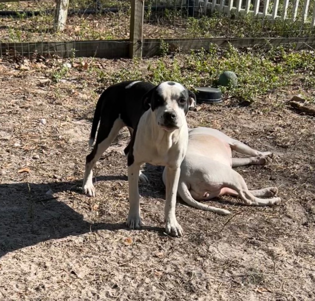 Bonnie 2, an adoptable Beagle, Hound in Waynesville, GA, 31566 | Photo Image 4