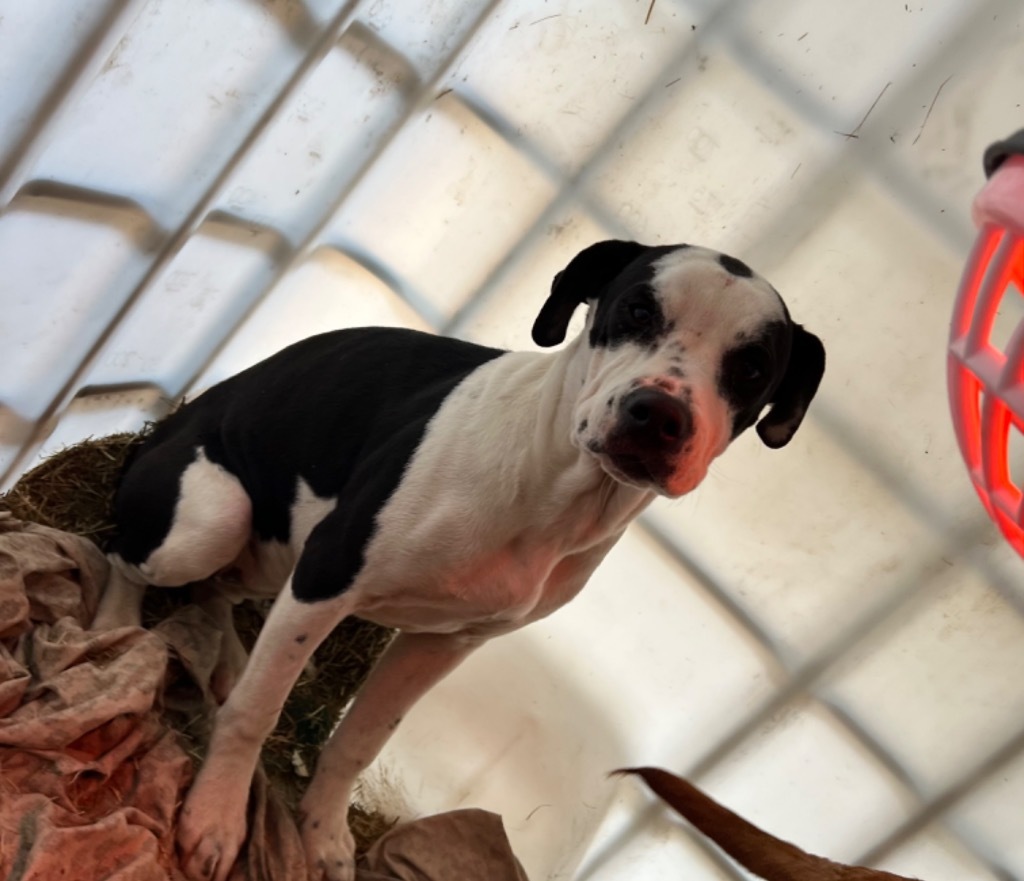 Bonnie 2, an adoptable Beagle, Hound in Waynesville, GA, 31566 | Photo Image 5