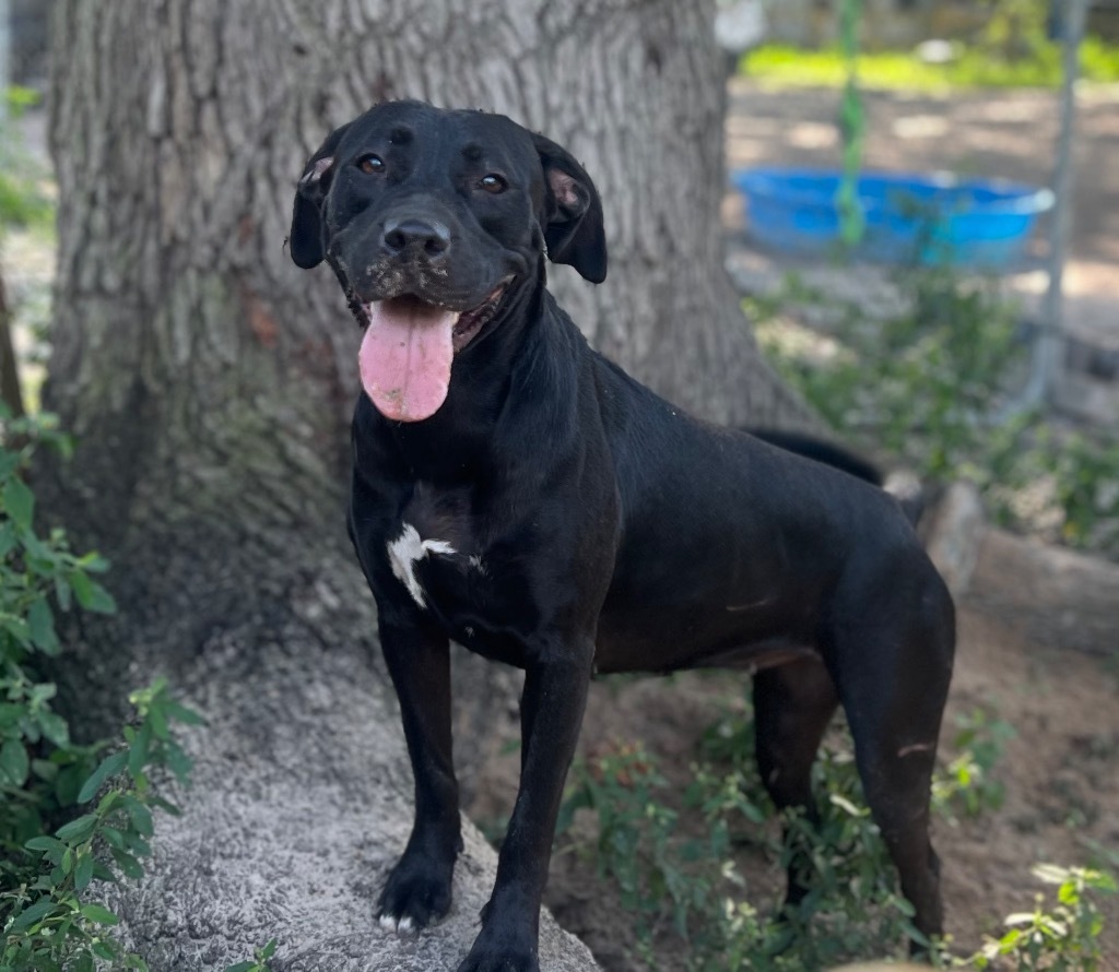 Felicity, an adoptable Labrador Retriever in Waynesville, GA, 31566 | Photo Image 1