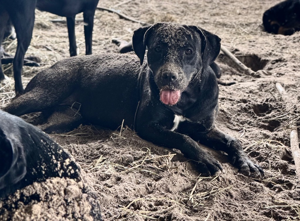 Felicity, an adoptable Labrador Retriever in Waynesville, GA, 31566 | Photo Image 1