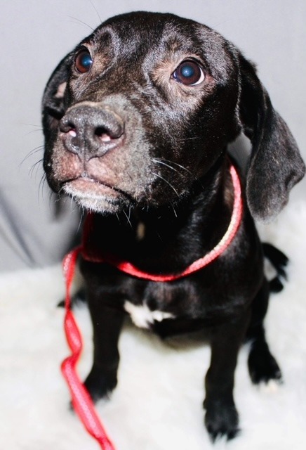 Felicity, an adoptable Labrador Retriever in Waynesville, GA, 31566 | Photo Image 2