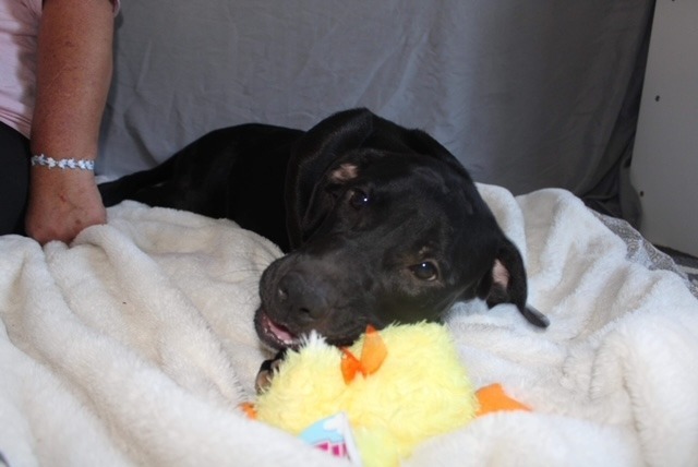 Felicity, an adoptable Labrador Retriever in Waynesville, GA, 31566 | Photo Image 3