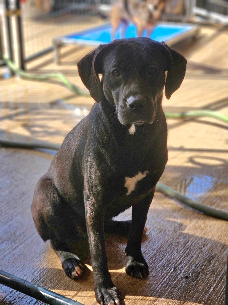 Felicity, an adoptable Labrador Retriever in Waynesville, GA, 31566 | Photo Image 3