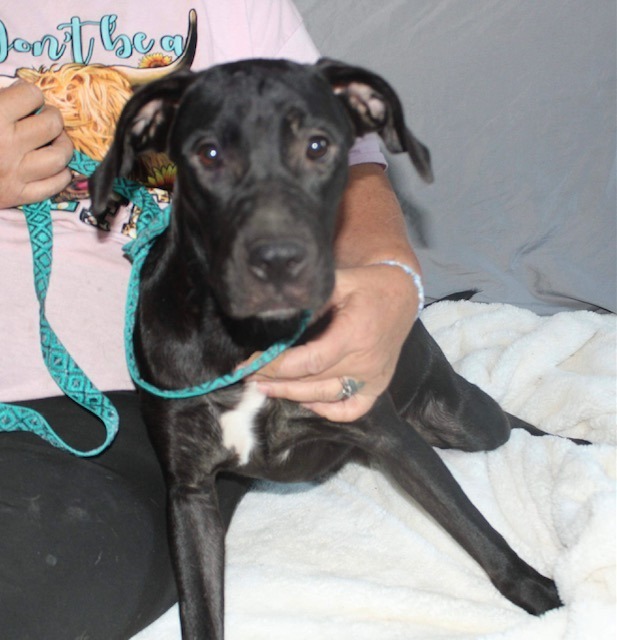 Felicity, an adoptable Labrador Retriever in Waynesville, GA, 31566 | Photo Image 4