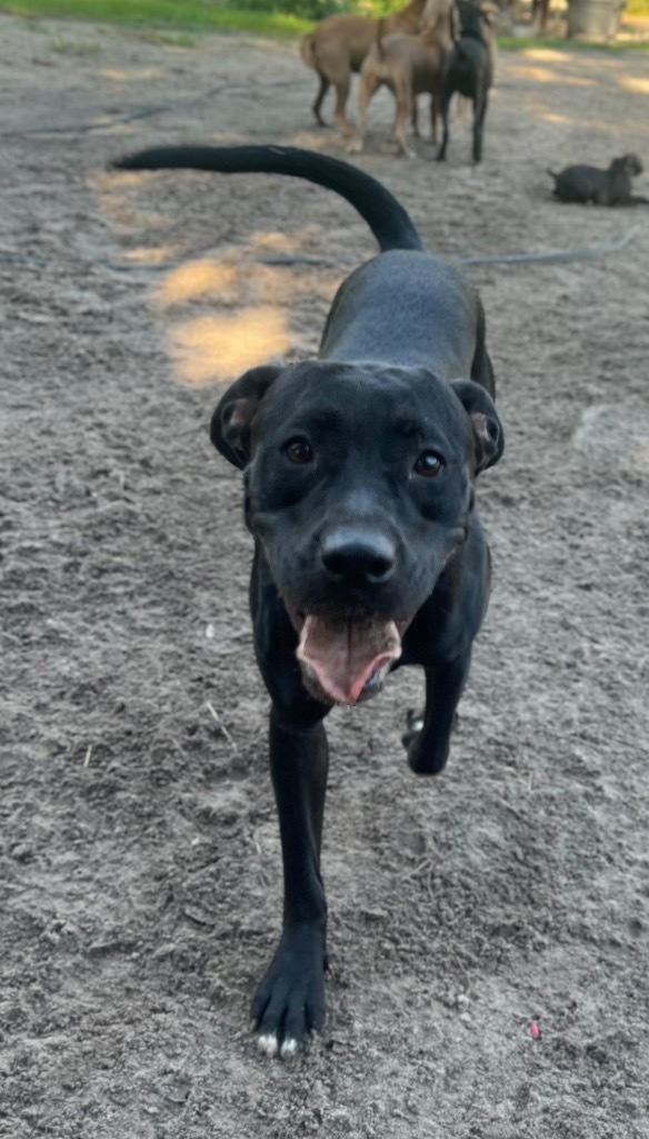 Felicity, an adoptable Labrador Retriever in Waynesville, GA, 31566 | Photo Image 4